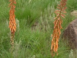 Kniphofia angustifolia
